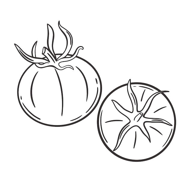 Tomato hand engraving isolated vector illustration ink sketch tomatoes whole