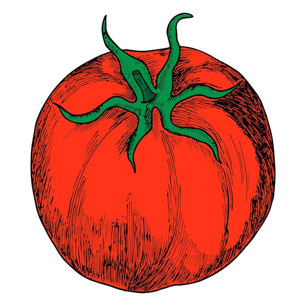 Vettore un pomodoro evidenziato su sfondo bianco illustrazione vettoriale realistica disegnata a mano