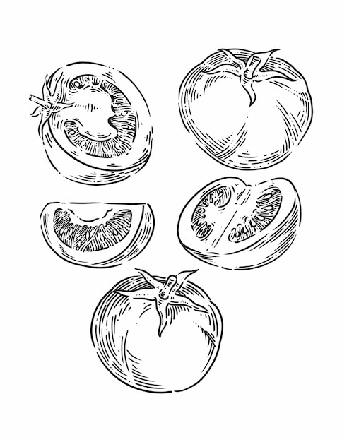 Vector tomato illustration