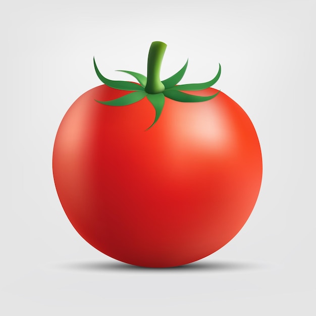 Vector tomato isolated on white background