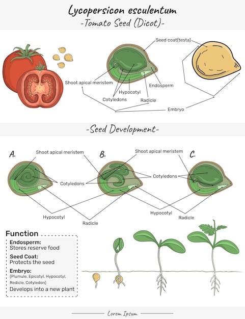 Vettore struttura, funzione e sviluppo dell'embrione di pomodoro lycopersicon esculentum dicotyledon