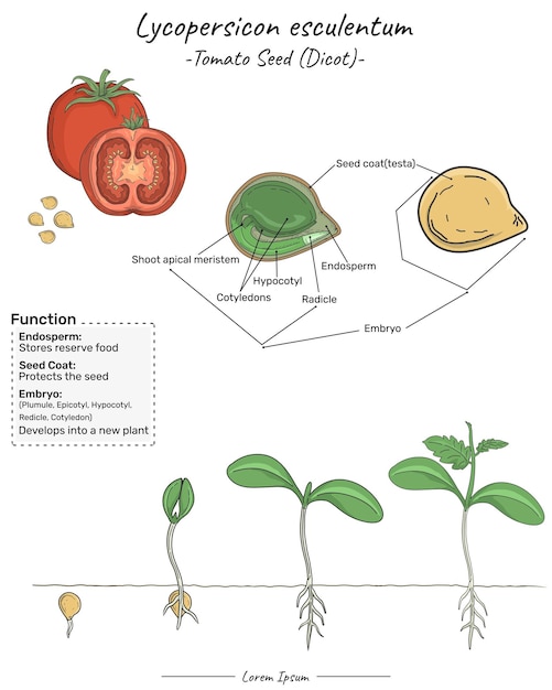 Vettore pomodoro lycopersicon esculentum struttura funzione e sviluppo del dicotiledone