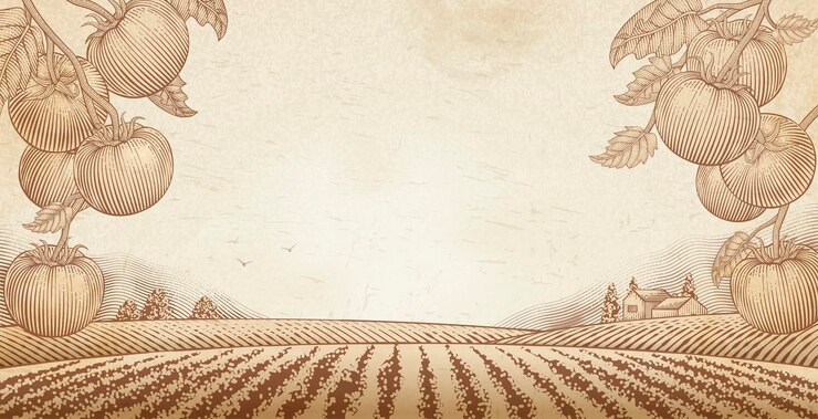 Vector 새겨진 필드 풍경과 토마토 과수원 배경