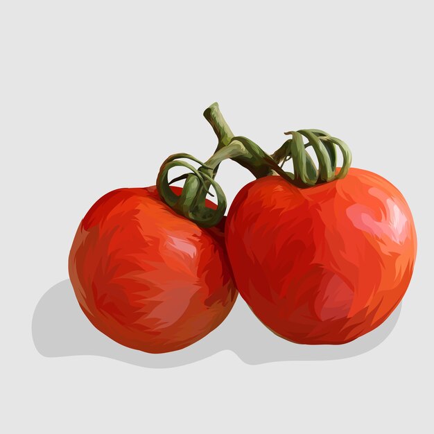 tomato Realistic hand drawn illustrations and vectors