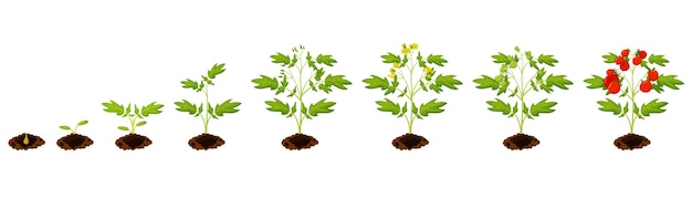 Tomato stage growth.  planting process of tomato from seeds sprout to ripe vegetable illustration. agricultural plant life cycle stage growth infographic  set on white background