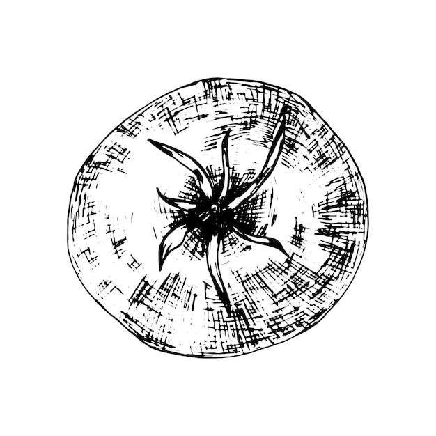 Schizzo grafico vettoriale vista dall'alto del pomodoro illustrazione della penna dell'inchiostro del pomodoro disegnata a mano