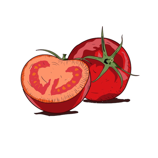 Vettore disegno vettoriale di pomodoro pomodori isolati sul ramo illustrazione di stile artistico vegetale dettagliata