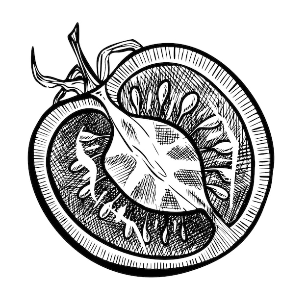 토마토 터 그림: 새겨진 스타일의 채소 조각으로 스케치 검은 잉크로 그려진 채식 음식의 상세한 일러스트레이션 라벨 또는 아이콘을위한 농장 시장 제품