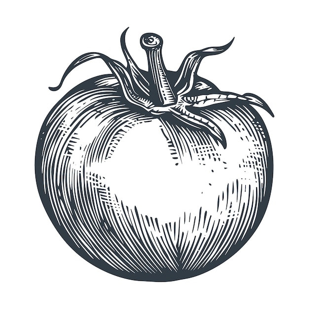 Vector tomato woodcut drawing vector