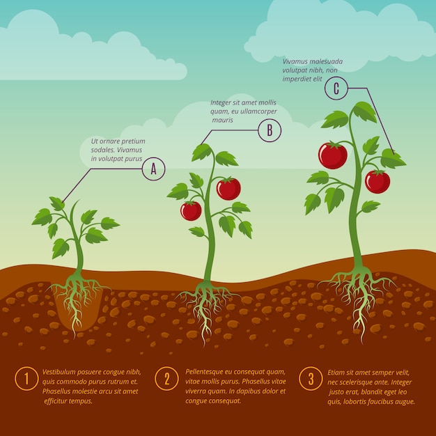 Vector tomatoes growth and planting stages flat vector diagram