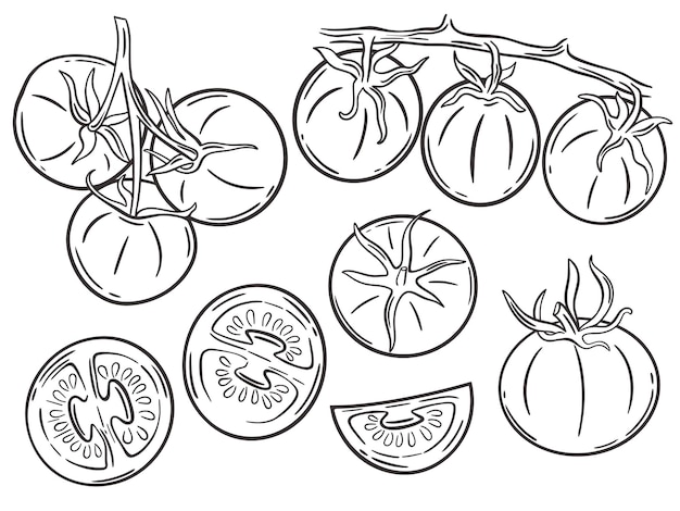 Вектор Помидоры ручная гравировка набор эскиз помидор один половинный помидор на ветке коллекции винтажа