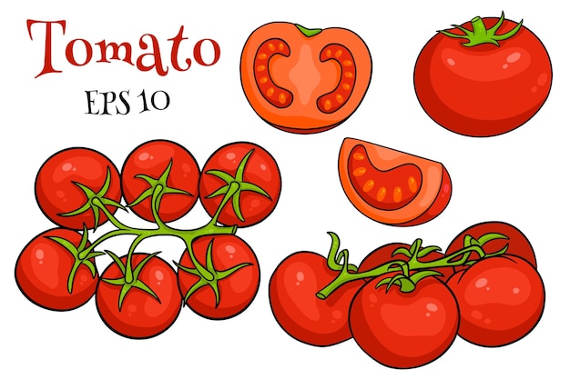 Tomatoes set. fresh tomatoes, tomatoes on a branch, a wedge and a half. in a cartoon style. vector illustration for design and decoration.