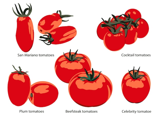 벡터 토마토 종류 세트 레드 컬렉션