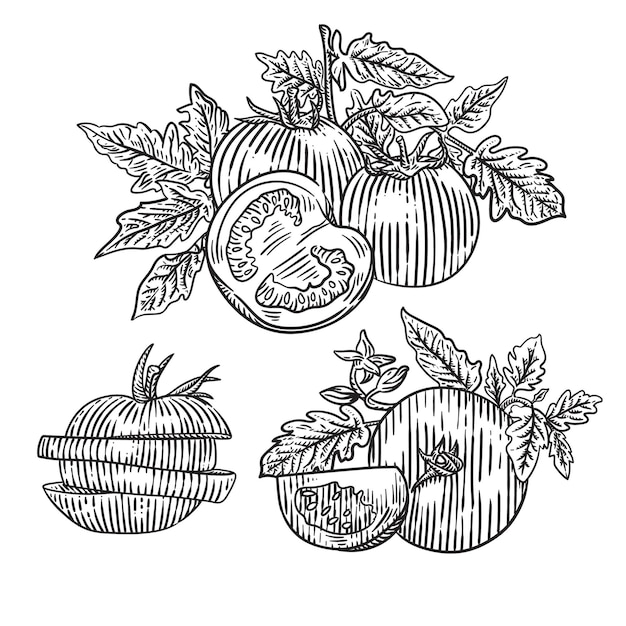 Помидоры с листом на белом фоне ломтик помидора изолированные рисованной вектор