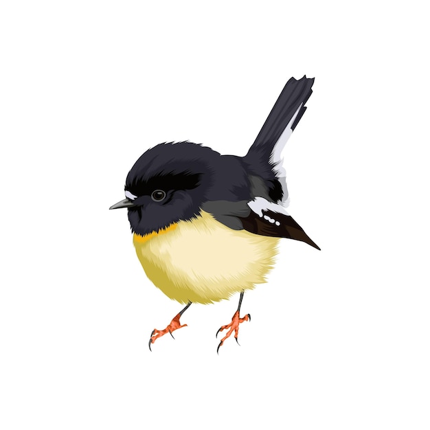 Tomtit bird vector