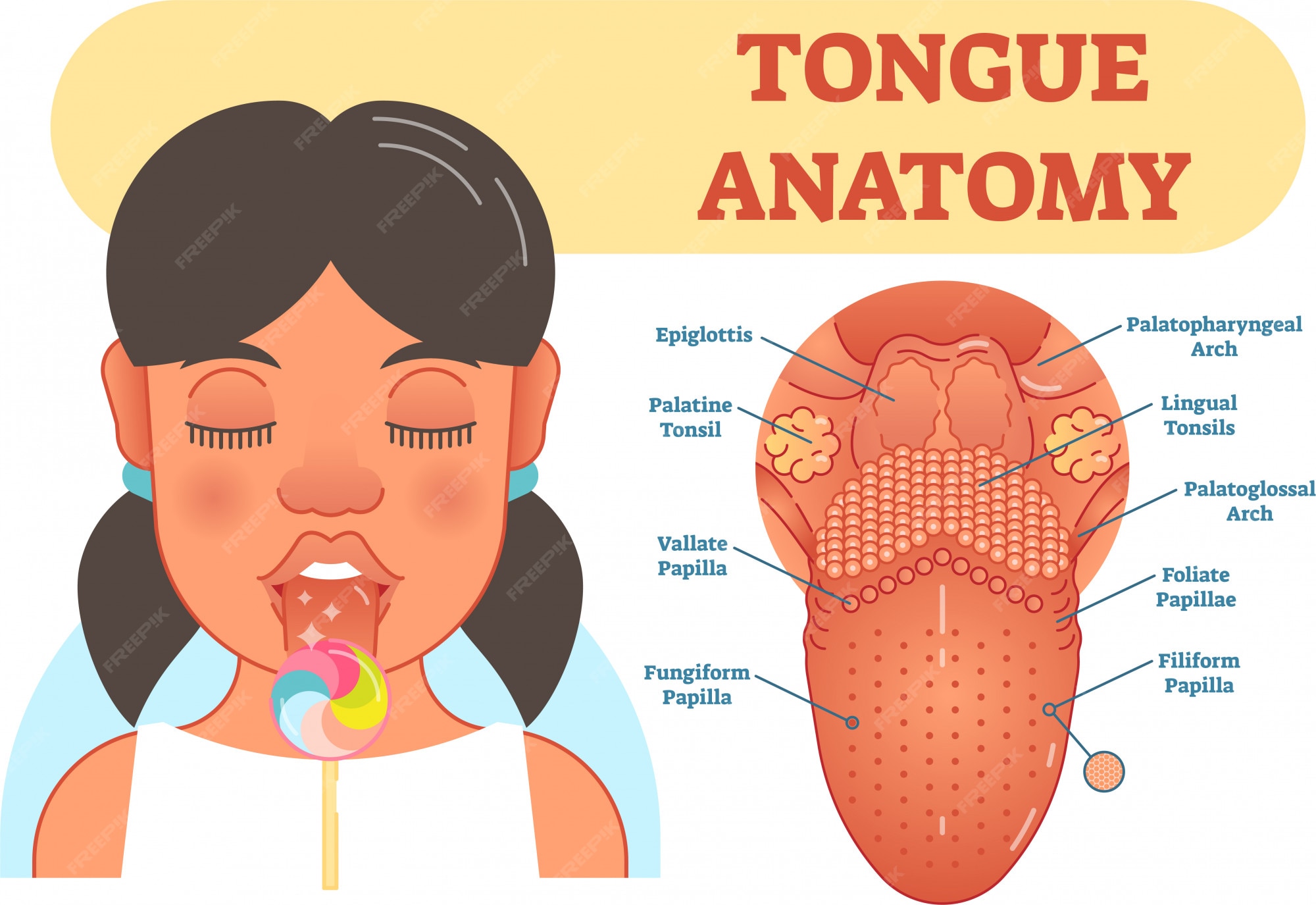 Tongue anatomy vector illustration Biology Diagrams