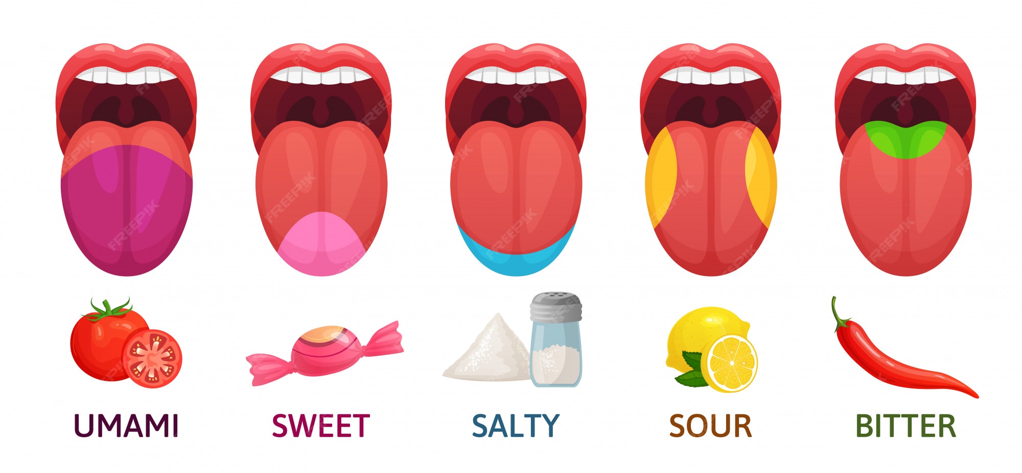 Premium Vector | Tongue taste areas. sweet, bitter and salty tastes. umami  and sour taste receptors diagram cartoon vector illustration