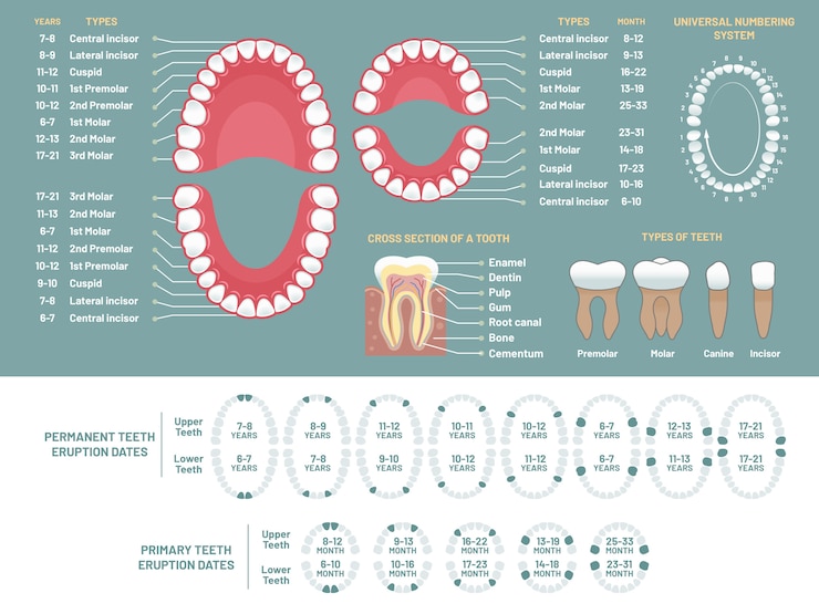 Vector tooth anatomy chart