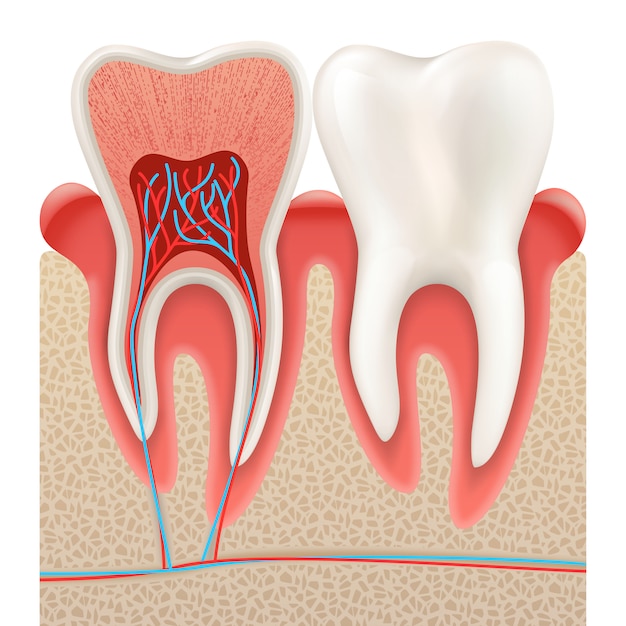 Vector tooth anatomy closeup cut away.