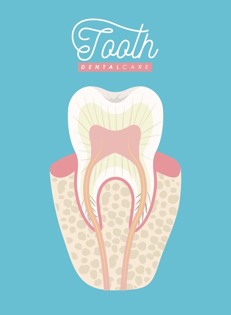 ベクトル 歯の解剖学歯科ケアカラーポスター