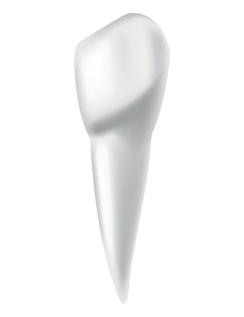 Anatomia del dente banner medico o illustrazione del poster mockup realistico del dente bianco simbolo dentale vettoriale dente bianco sano