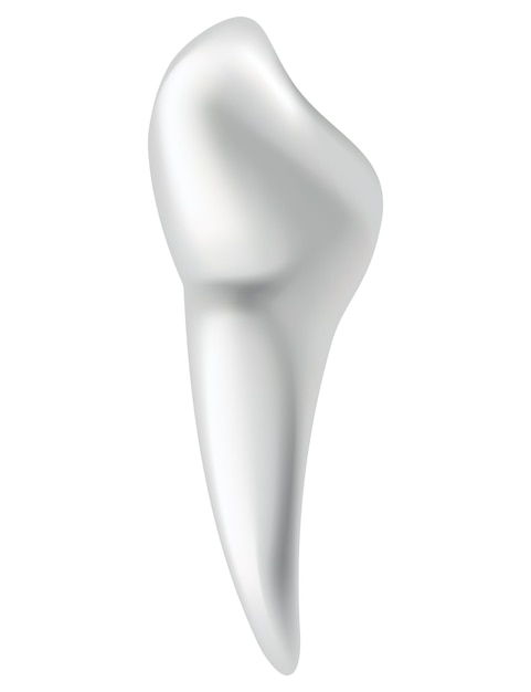 Анатомия зубов Медицинский баннер или иллюстрация плаката Реалистичный макет белого зуба Векторный стоматологический символ Здоровый белый зуб