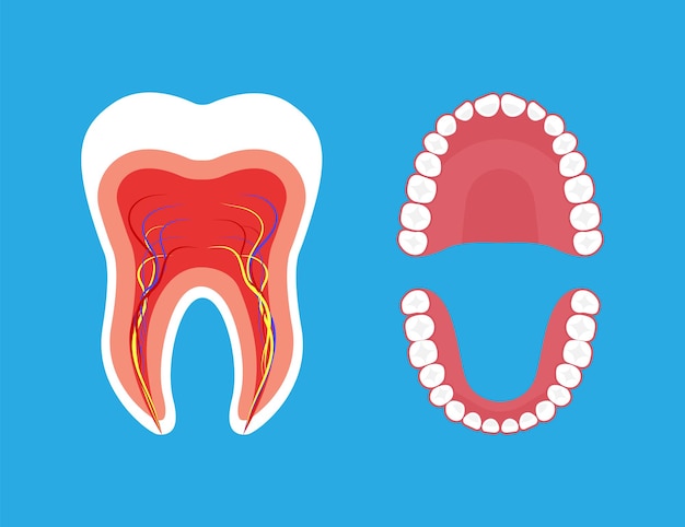 Tooth anatomy and oral cavity structure vector illustration