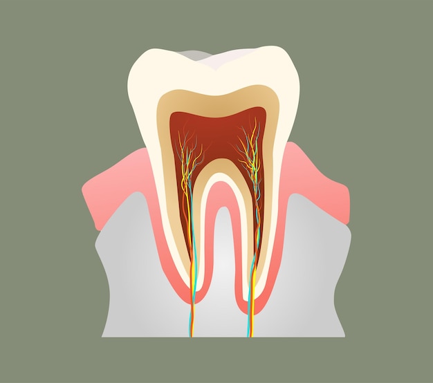 Tooth Anatomy Vector Art Icons and Graphics logo design