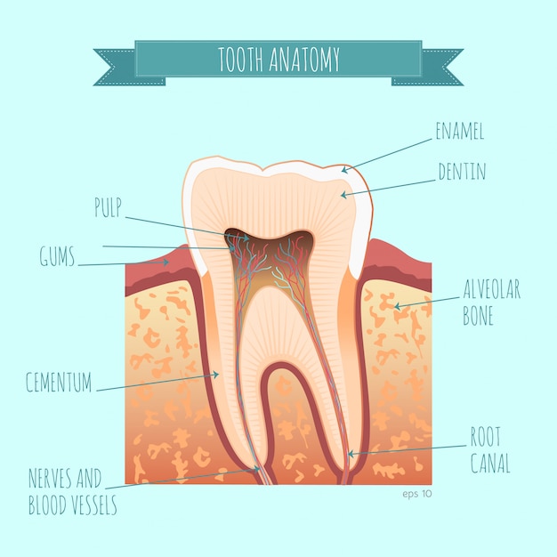 Vector tooth anatomy