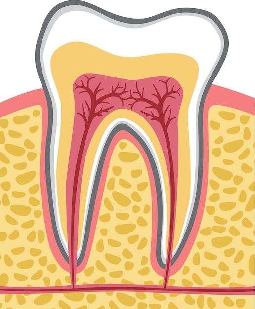 Vettore anatomia del dente