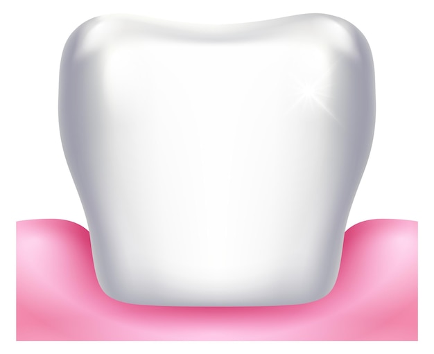 Vector tooth in healthy gums oral care dentistry illustration