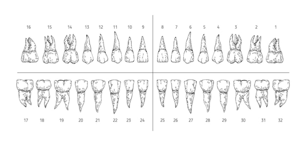 ベクトル 歯の種類は、ルーツを持つ歯をスケッチします歯科医の歯番号システムと手描きの小臼歯の臼歯の犬歯と切歯のベクターイラストセット