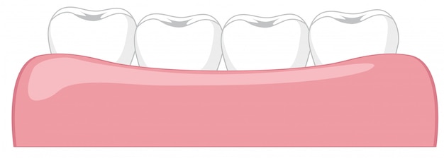 Вектор Зуб в десне