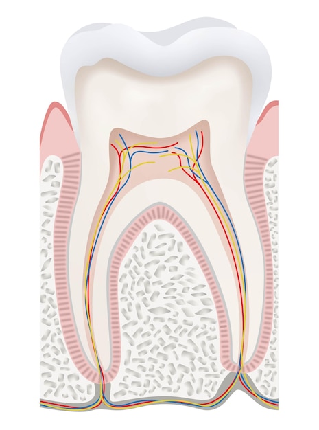 Vector tooth