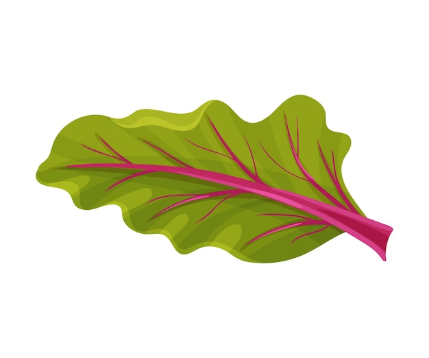 Top Green Leaf of Beet Root with Veins Vector Illustration