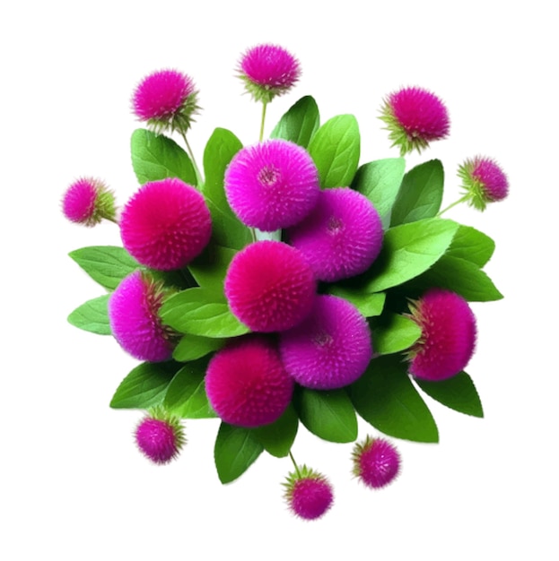 Vector top view beautiful flower arrangement isolated on white background with globe amaranth flower