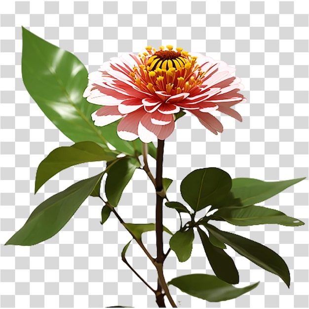 Vector top view beautiful flower on transparent background ai generated