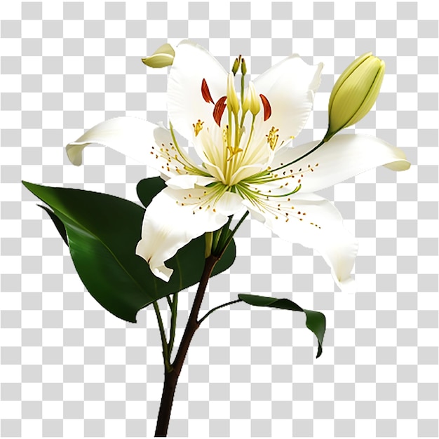 Top view beautiful flower on transparent background ai generated