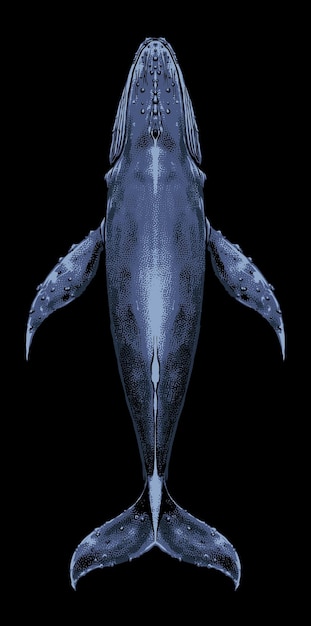 top view blue whale illustration vector