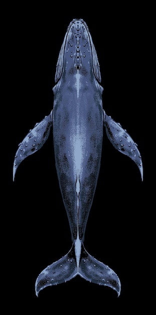 Vector top view blue whale illustration vector