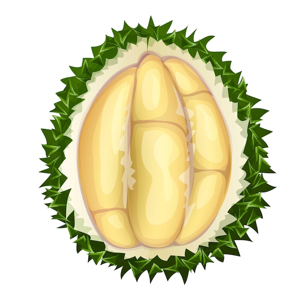 Vector top view durian icon cartoon of top view durian vector icon for web design isolated on white background