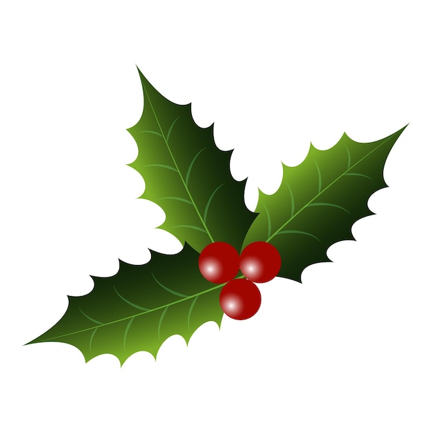 Vector top view of holly berry over white background