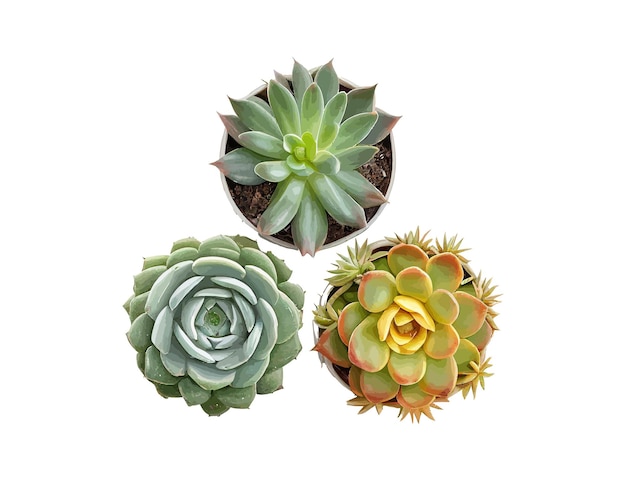 Top view of small potted cactus succulent plants Vector illustration desing