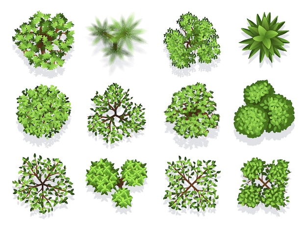 Vector top view tree collection - green foliage isolated