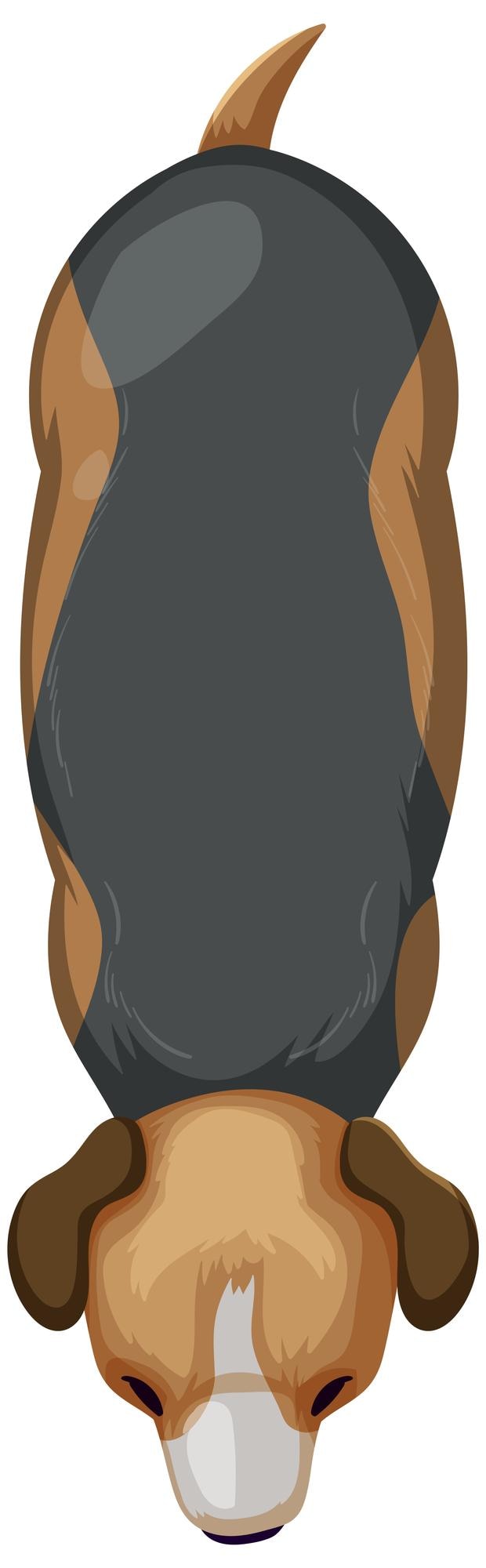 Vector topdown view of a dog