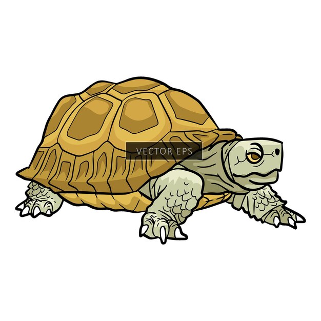 Вектор Иллюстрация вектора диких животных черепахи
