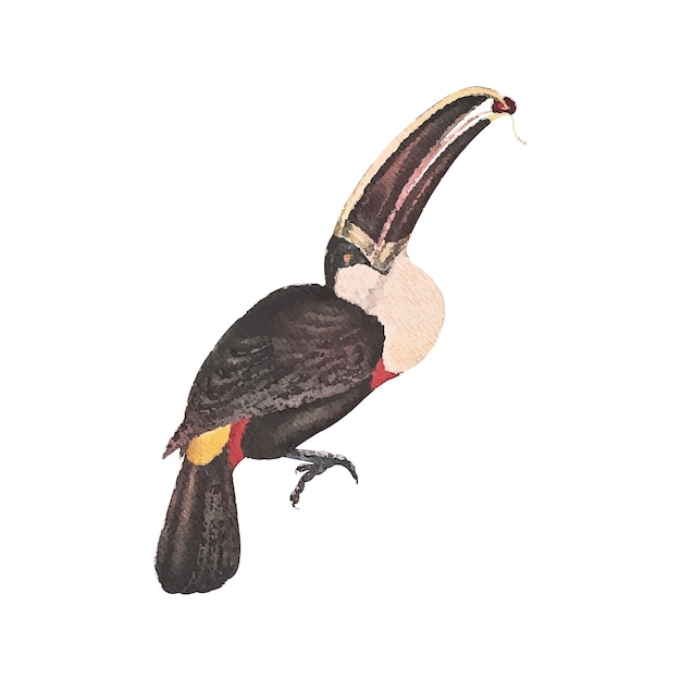 Vector toucan aquarel vectorillustratie