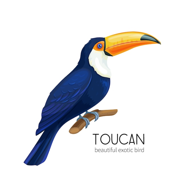 Toucan bird