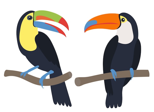 Toucan on a branch flat design isolated on white background vector