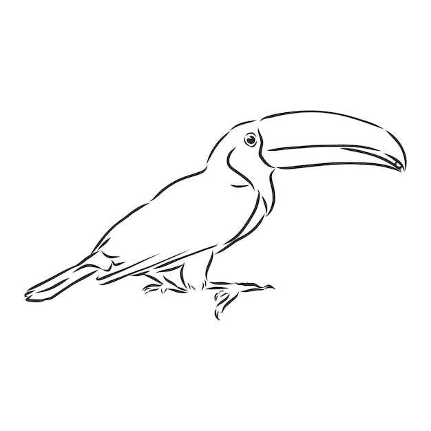 Toucan hand drawn vector llustration realistic sketch, toucan bird, vector sketch illustration